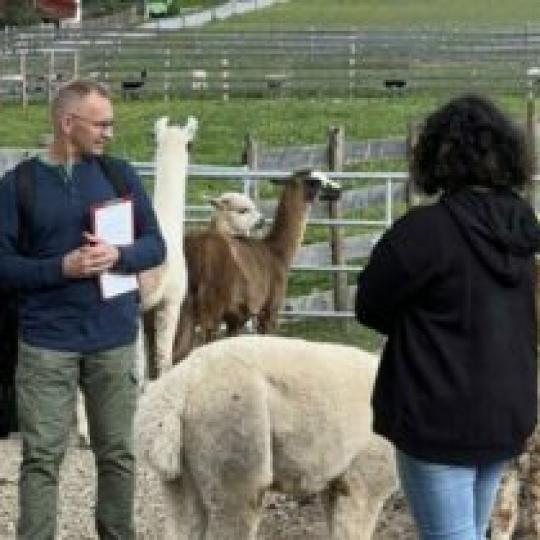Alpakas und Lamas beim Coaching image00017