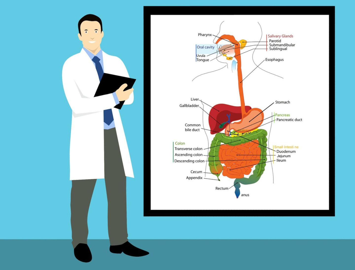 Mohamed Hassan auf Pixabay Anatomie