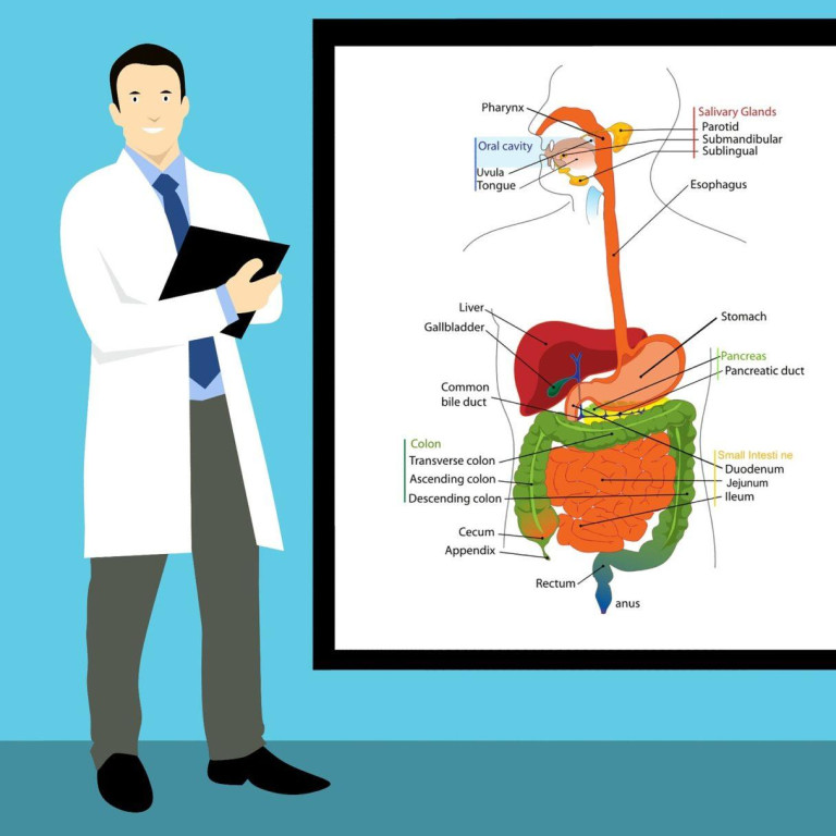 Mohamed Hassan auf Pixabay Anatomie