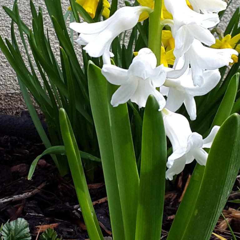 Blume aus Garten