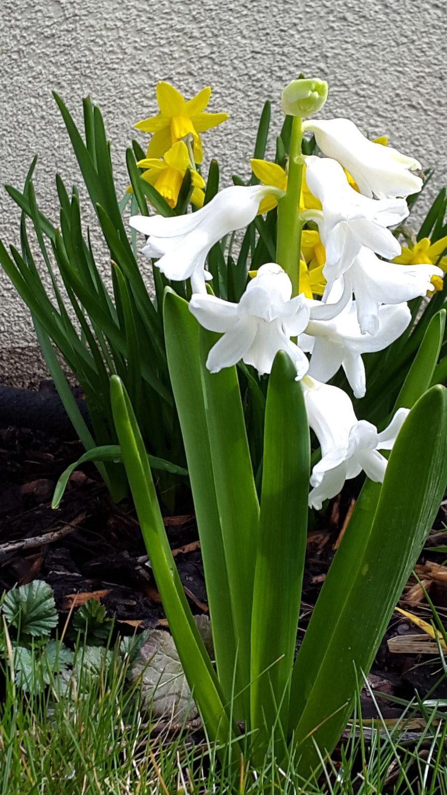 Blume aus Garten